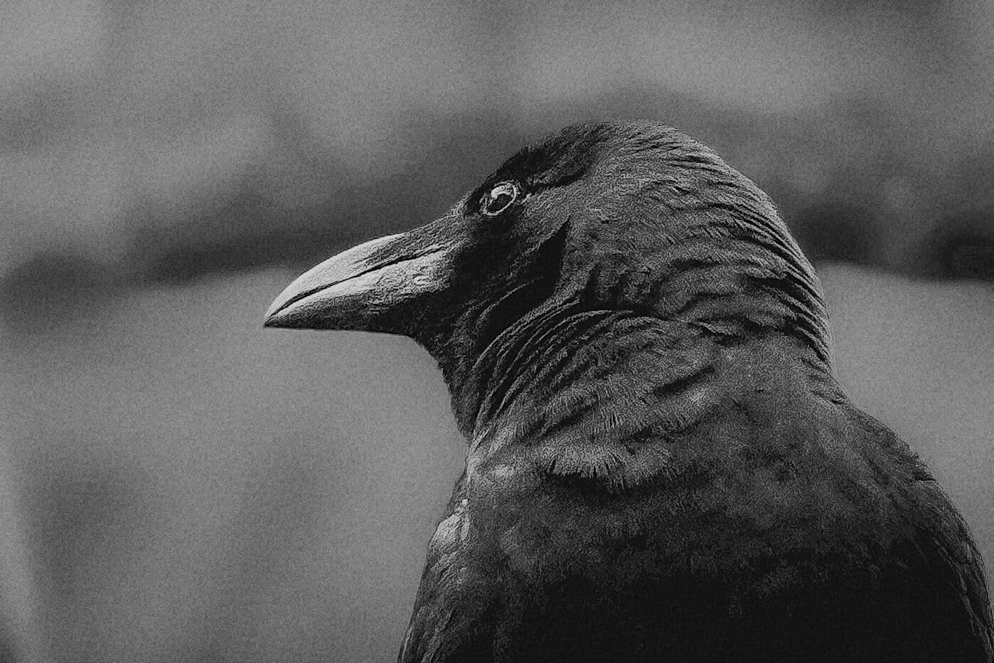 A crow in profile against a soft grey background.